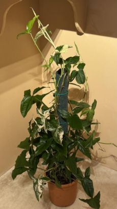 صورة نبتة سنجونيوم